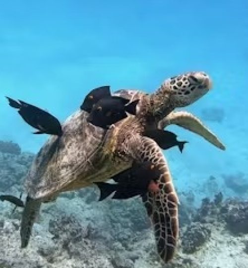 Oahu Tours | Island Tours Oahu